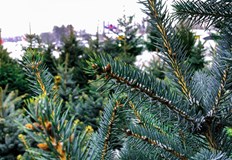 Естествените дръвчета се търгуват между 9 и 60 лева а