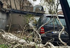 Инцидентът е станал зад блок 84Дърво падна и затисна паркирани