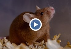 Шест от новородените оцеляха а учените отчитат промени в поведението