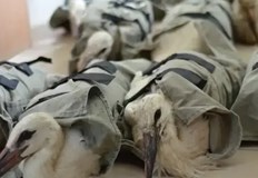 Птиците ще живеят в центрове в Модена и Тоди17 бели