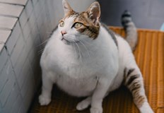 Над 60 от домашните котки в САЩ са с наднормено