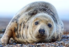 Властите в Дагестан разследват масовия мор основната версия е задушаване