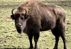 Амбициозен проект цели защитата на 2000 квадратни километра дива природаРумъния