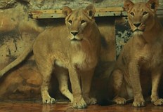 Скелет от Козарева могила разкрива ужаса на оцелял след среща