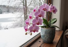 Промяна в микроклимата събужда растението за нов животМного любители на