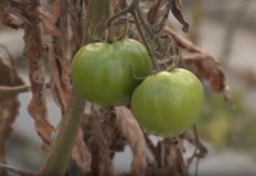 Евтин внос от Турция и Албания принуждава производители да унищожават