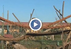 Рядка бяла алпака и десетки други животни се родиха преди