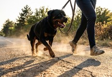 Мъжкото куче е изчезнало от имот на улица Пристанищна вечерта