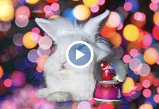 Животните са в риск от сърдечен колапсОстават броени часове до