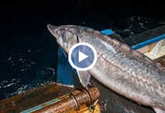 Екипажът на кораб Свети Никола върна в морето 20 годишния