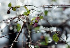 Температурите ще се доближат до климатичните норми за Коледните празнициВремето