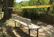 Решението идва след трагичен инцидент с паднал клонПоетапно премахване на