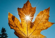 Преди обяд мъглите в равнините ще се разсеят а облачността