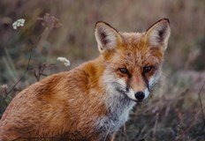 Лисиците и чакалите са основна цел на кампанията по ДунавБългарската