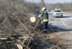 Силният вятър е повалил три бора които са препречели главния