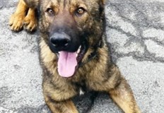 Четирима българи са задържани с наркотици за над 1 милион