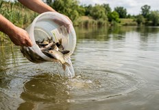 Ловци и доброволци участваха в акцията по обогатяване на водоемите
