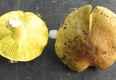 Експерт от БАН предупреди за опасни гъби лимонка и киселка