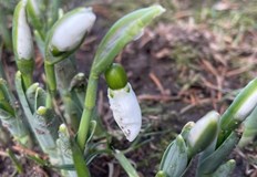 Необичайно топлото време събуди пролетните цветя в родопския градКокичета изненадаха