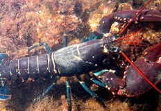 Океанолог разкри истината за омарите и отровните риби в Черно