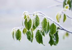 Рекордите на климатичната станция в гръцката столица разкриват мразовити дни