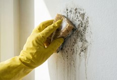 Влагата и кондензът предизвикват алергии и дихателни проблемиПоявата на мухъл