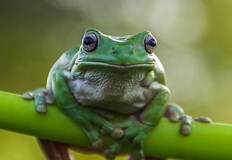 Японски учени постигнаха пълно излекуване при мишки само с една