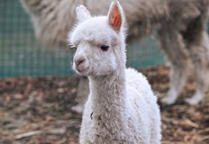 В момента семейството от алпаки в столицата наброява шест животниНай