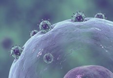 Учени от Университета в Йорк откриха че BK вирусът уврежда