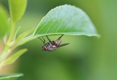 Д р Ерика МакАлистър обясни връзката между насекомите и производството
