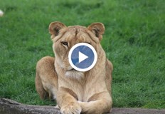 Инцидентът стана пред очите на посетителите властите разследват пробив в