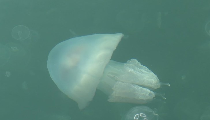 Явлението е обичайно за сезона и не крие сериозни рискове, успокояват океанолози Явлението е обичайно за сезона и не крие сериозни рискове, успокояват океанолози