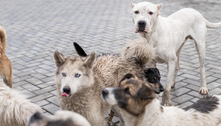 Полицията установи собственичката на животните, образуваха досъдебно производство