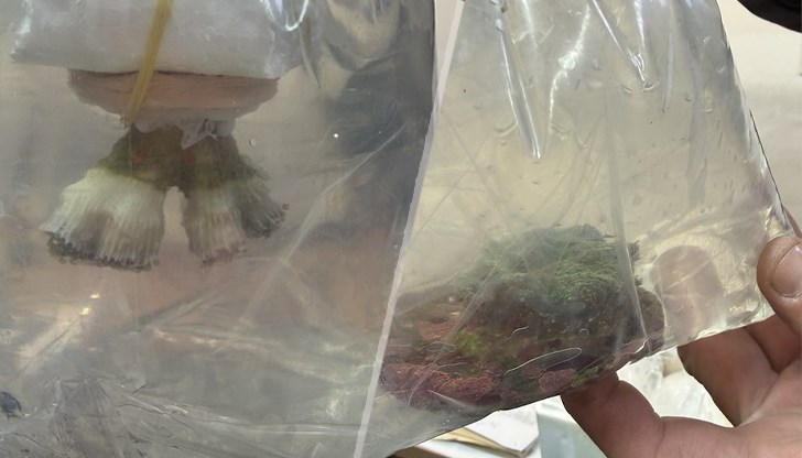 Екзотичните видове пътували в пликчета с вода към Северна Македония, настанени са в музея в Пловдив Екзотичните видове пътували в пликчета с вода към Северна Македония, настанени са в музея в Пловдив