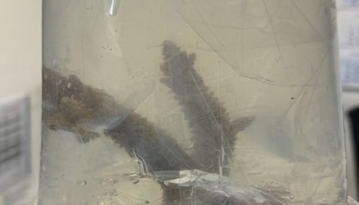 Пет екзотични екземпляра са пътували незаконно от Турция за Северна Македония