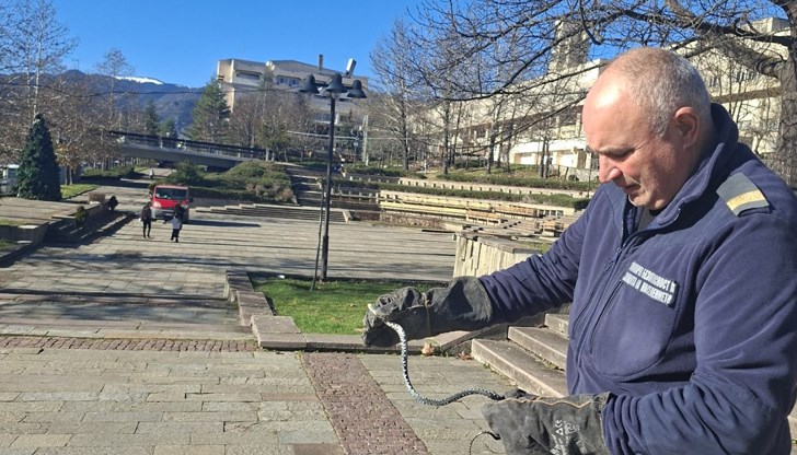 Влечугото е забелязано пред драматичния театър от зам.-областния управител Адриан Петров