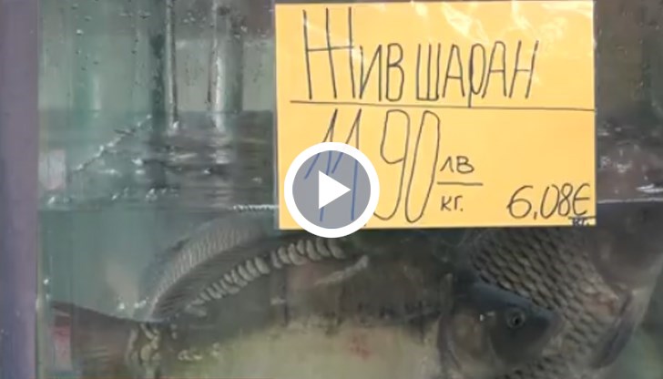 Според търговците няма разлика в цените на рибите в сравнение с миналата година