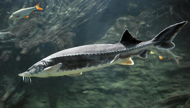 Мярката влиза в сила от 1 януари 2026 година и е безсрочна Мярката влиза в сила от 1 януари 2026 година и е безсрочна