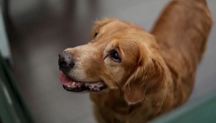 Промените в наредбата са на етап обществено обсъждане до 17 декември