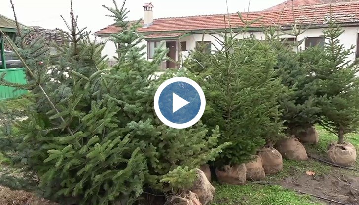 Близо 1300 живи дръвчета пуснаха в продажба горските стопанства в Северна България