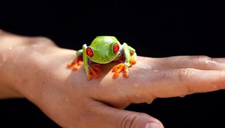 Паразитът Spirometra mansoni обикновено живее под кожата, но в този случай е атакувал дихателната система Паразитът Spirometra mansoni обикновено живее под кожата, но в този случай е атакувал дихателната система