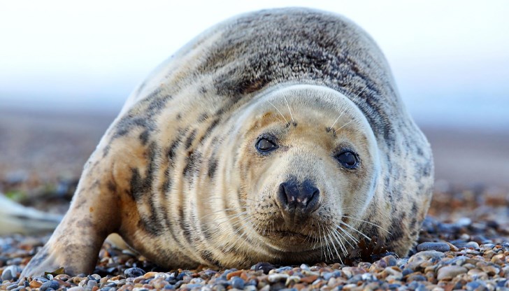 Властите в Дагестан разследват масовия мор, основната версия е задушаване от природен газ Властите в Дагестан разследват масовия мор, основната версия е задушаване от природен газ
