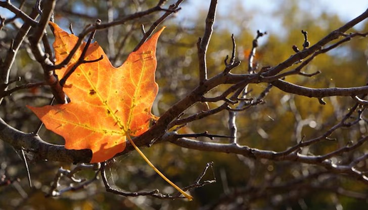 Сутрешните мъгли в низините ще се вдигнат около обяд Сутрешните мъгли в низините ще се вдигнат около обяд