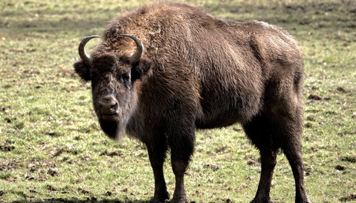 Амбициозен проект цели защитата на 2000 квадратни километра дива природа Амбициозен проект цели защитата на 2000 квадратни километра дива природа