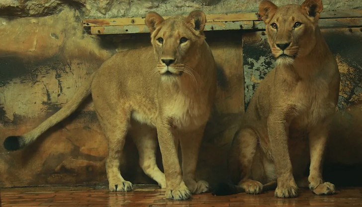 Скелет от "Козарева могила" разкрива ужаса на оцелял след среща с лъв в древността Скелет от "Козарева могила" разкрива ужаса на оцелял след среща с лъв в древността