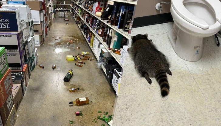 Животното паднало през тавана, "дегустирало" асортимента и припаднало в тоалетната с тежък махмурлук Животното паднало през тавана, "дегустирало" асортимента и припаднало в тоалетната с тежък махмурлук