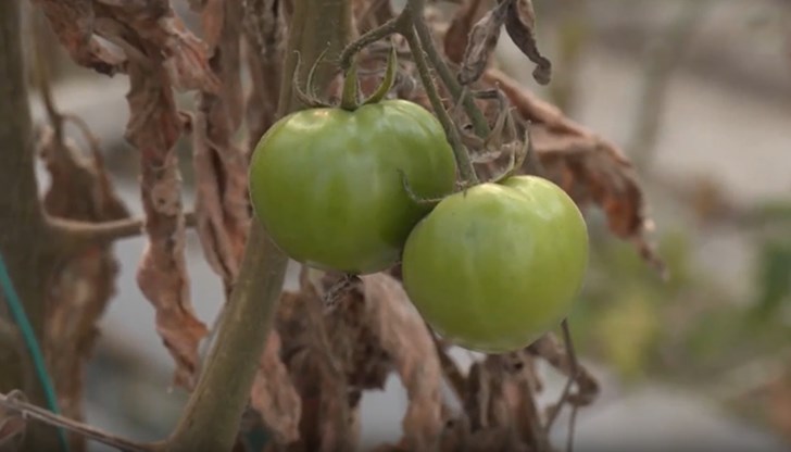 Евтин внос от Турция и Албания принуждава производители да унищожават реколтата си