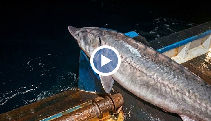 Екипажът на кораб "Свети Никола" върна в морето 20-годишния екземпляр