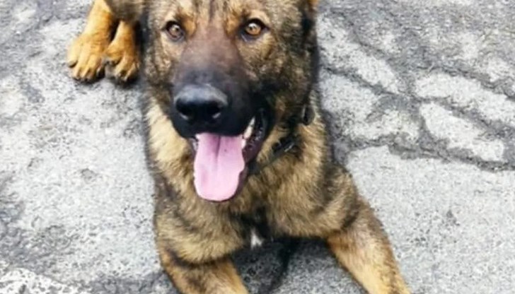 Четирима българи са задържани с наркотици за над 1 милион лева Четирима българи са задържани с наркотици за над 1 милион лева