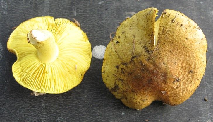 Експерт от БАН предупреди за опасни гъби "лимонка" и "киселка" по сергиите Експерт от БАН предупреди за опасни гъби "лимонка" и "киселка" по сергиите